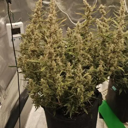 Strawberry gorilla auto