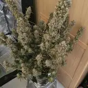 Papaya cookies fast buds