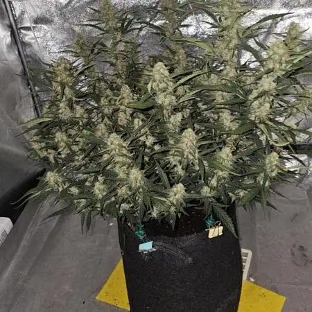 Gorilla cookies auto