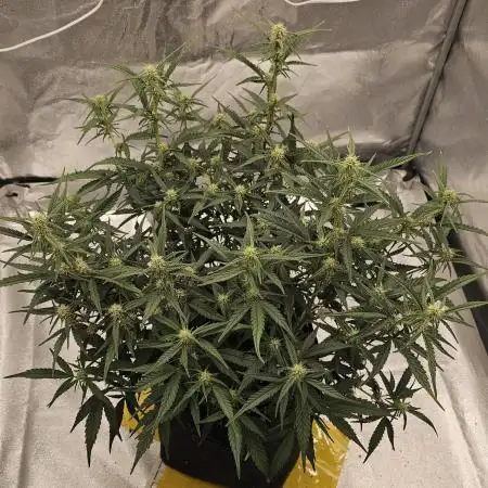 Gorilla cookies auto