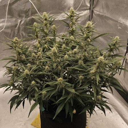 Gorilla cookies auto