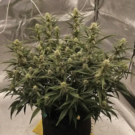 Gorilla cookies auto
