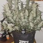 Gorilla cookies auto