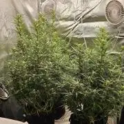 Gorilla cookies auto