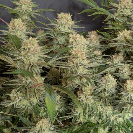 Skywalker Haze