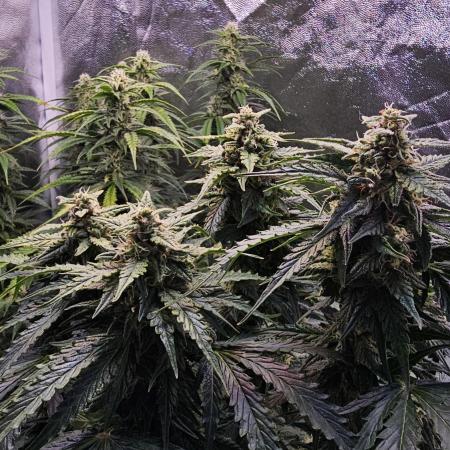 TANGERINE DREAM AUTO / ORGANIC
