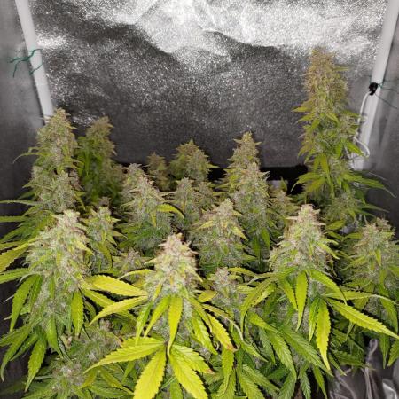 HulkBerry Auto asap grow
