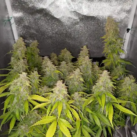 HulkBerry Auto asap grow