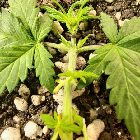 Stunted auto growth xD