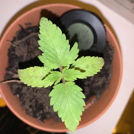 Tangerine Dream 1/2026