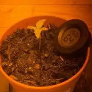 Tangerine Dream 1/2026