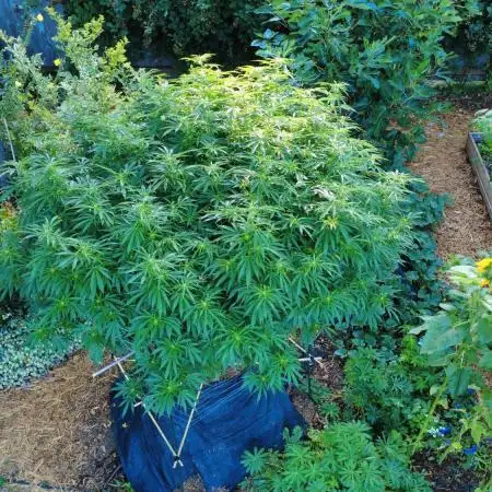 Seedsman - Blueberry Pie F1 Fast Outdoor - Hugelkultur - Mainline
