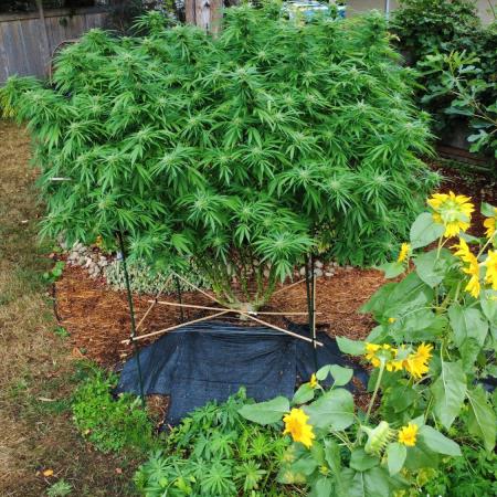 Seedsman - Blueberry Pie F1 Fast Outdoor - Hugelkultur - Mainline