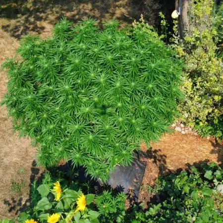 Seedsman - Blueberry Pie F1 Fast Outdoor - Hugelkultur - Mainline