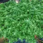 Seedsman - Blueberry Pie F1 Fast Outdoor - Hugelkultur - Mainline