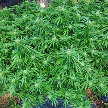 Seedsman - Blueberry Pie F1 Fast Outdoor - Hugelkultur - Mainline