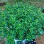 Seedsman - Blueberry Pie F1 Fast Outdoor - Hugelkultur - Mainline
