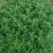 Gorilla Gas F1 Fast - Hügelkultur