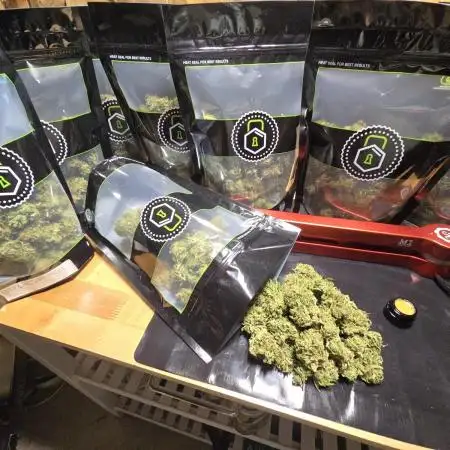 Seedsman - Blueberry Pie F1 Fast Outdoor - Hugelkultur - Mainline
