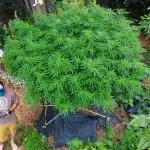 Seedsman - Blueberry Pie F1 Fast Outdoor - Hugelkultur - Mainline