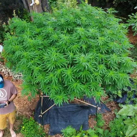 Seedsman - Blueberry Pie F1 Fast Outdoor - Hugelkultur - Mainline