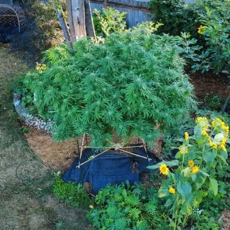 Seedsman - Blueberry Pie F1 Fast Outdoor - Hugelkultur - Mainline