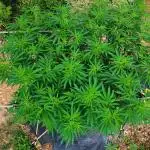 Seedsman - Blueberry Pie F1 Fast Outdoor - Hugelkultur - Mainline