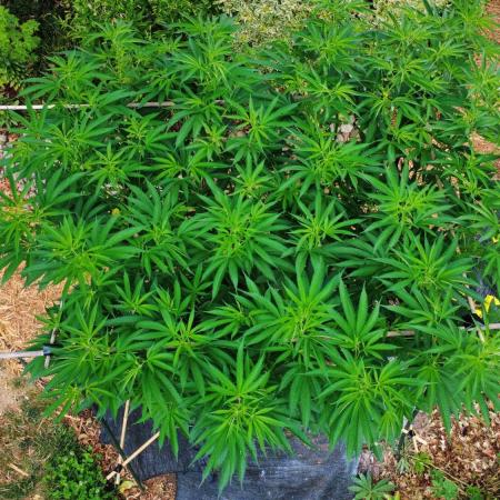Seedsman - Blueberry Pie F1 Fast Outdoor - Hugelkultur - Mainline