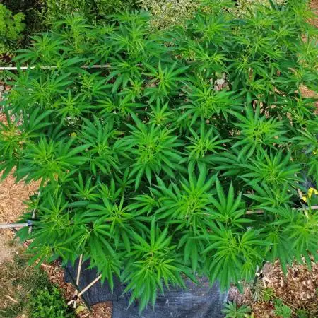 Seedsman - Blueberry Pie F1 Fast Outdoor - Hugelkultur - Mainline