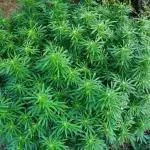 Seedsman - Blueberry Pie F1 Fast Outdoor - Hugelkultur - Mainline