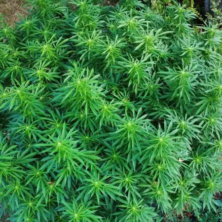Seedsman - Blueberry Pie F1 Fast Outdoor - Hugelkultur - Mainline