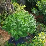 Seedsman - Blueberry Pie F1 Fast Outdoor - Hugelkultur - Mainline