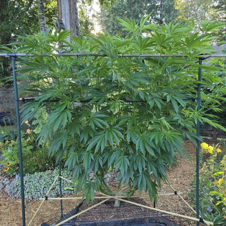 Seedsman - Blueberry Pie F1 Fast Outdoor - Hugelkultur - Mainline