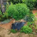 Seedsman - Blueberry Pie F1 Fast Outdoor - Hugelkultur - Mainline