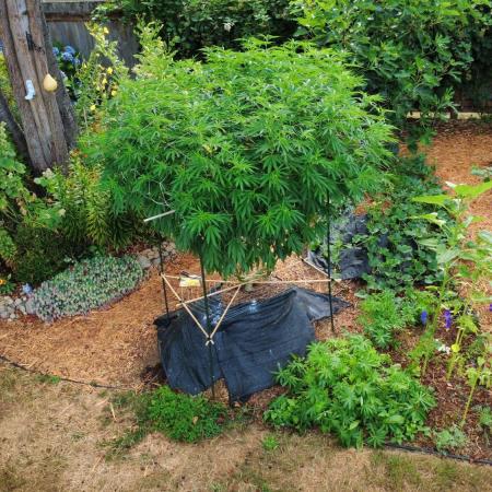 Seedsman - Blueberry Pie F1 Fast Outdoor - Hugelkultur - Mainline