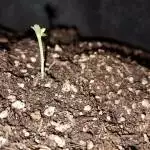 New grower - Wedding Cheesecake Auto