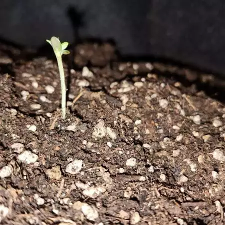 New grower - Wedding Cheesecake Auto
