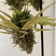 Sticky Broccoli Auto - EGC 2026