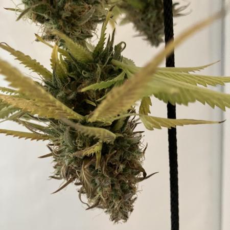 Sticky Broccoli Auto - EGC 2026