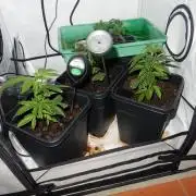 12/12 Euforia Winter-Grow from Clones