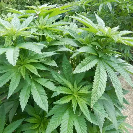 Blueberry - Outdoor 26