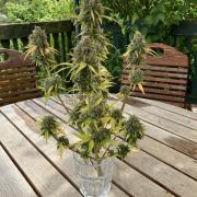 Sticky Broccoli Auto - EGC 2026