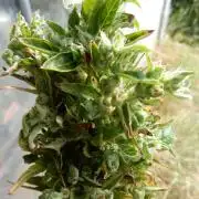 Candyland - Surprising Autoflower