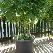 Blueberry - Outdoor 26