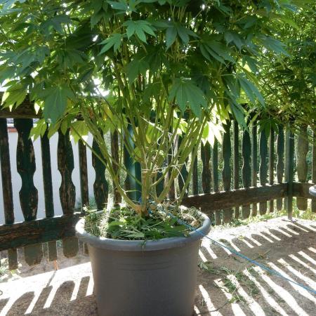 Blueberry - Outdoor 26