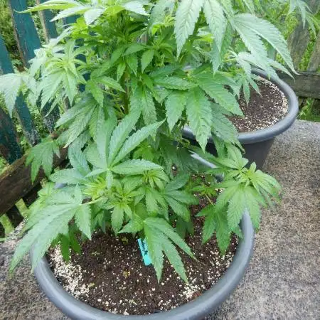 Blueberry - Outdoor 26