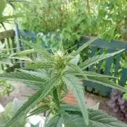 Candyland - Outdoor 26