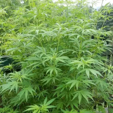Hollands Hope - Oldschool in garden