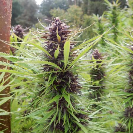 Durban Poison from Regulars
