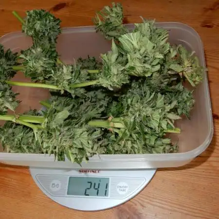 Auto Sweet Bourbon Kush Pyramid